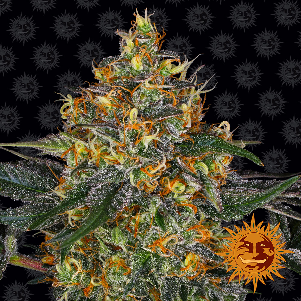 Moby Dick Auto Feminised Seeds Barneys Farm Cannabis Seeds