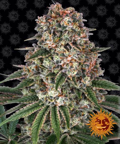 Tropicanna Banana Feminised Seeds Barneys Farm Cannabis Seeds