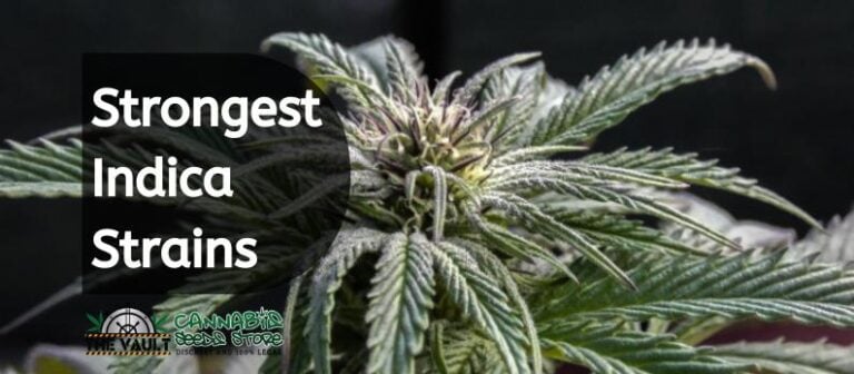 strongest-indica-strains