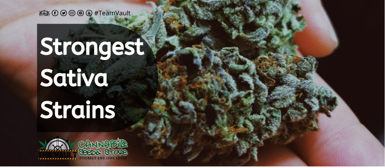 Strongest Sativa Strains