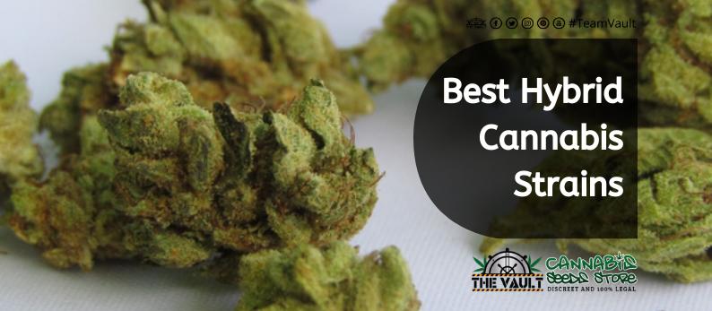 Best Hybrid Cannabis Strains
