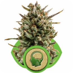 amnesia haze automatic feminised seeds royal queen seeds 0