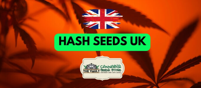 Hash Seeds UK