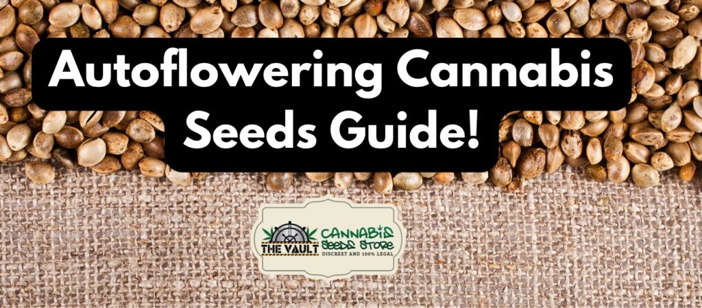 Autoflowering cannabis seeds guide 