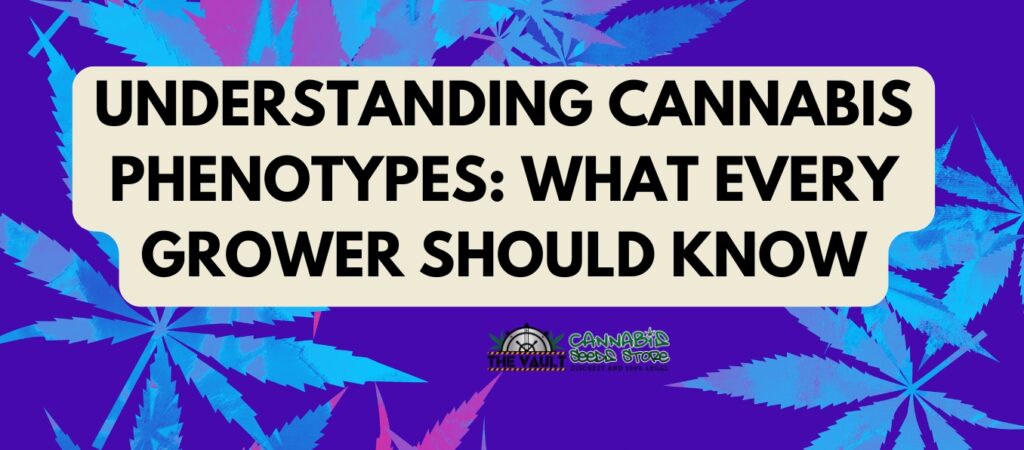 Understanding Cannabis Phenotypes What Every Grower Should Know