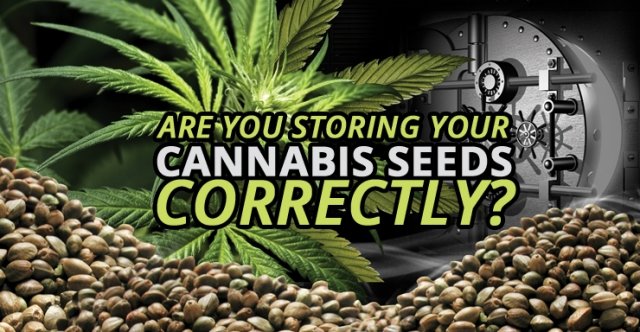 Cannabis Seeds Storage