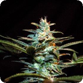 Feminised Seeds | Cannabis Seeds | Marijuana Seeds