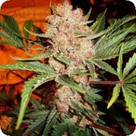 Bubblelicious  Feminized 5  Cannabis  Seeds 2 0