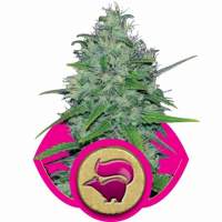 Skunk  Xl  Feminised  Cannabis  Seeds  Royal  Queen  Cannabis  Seeds 0