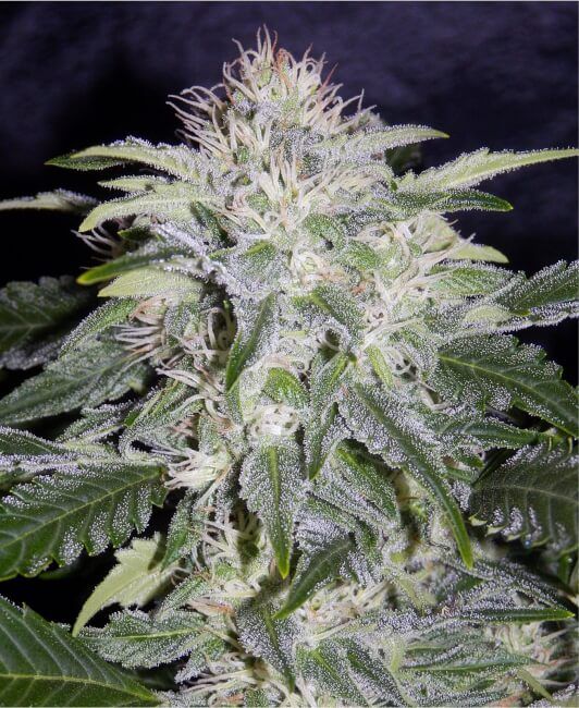 24 Carat Auto Feminised Seeds | Mephisto Genetics | Cannabis Seeds