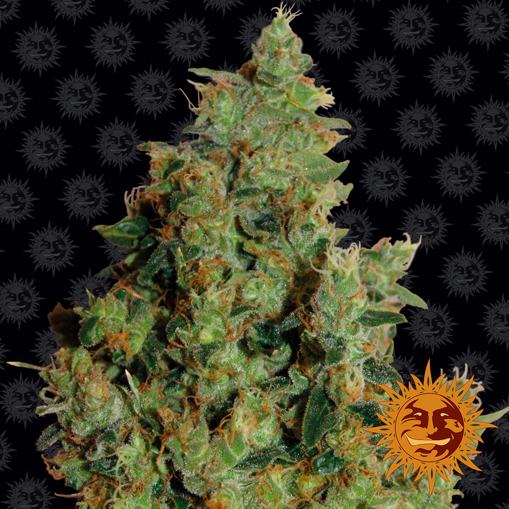 Tangerine Dream Feminised Seeds | Barneys Farm | Cannabis Seeds