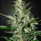 Buy Cannabis Seeds | Marijuana Seeds | Cannabis Seeds