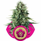 Power  Flower  Feminised  Cannabis  Seeds  Royal  Queen  Cannabis  Seeds 0
