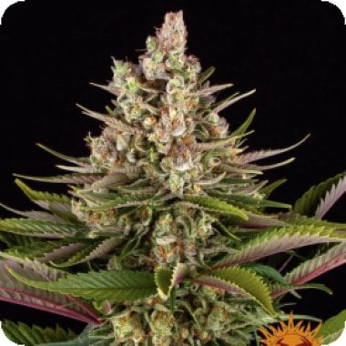 Barneys Farm | Feminised Seeds | Cannabis Seeds