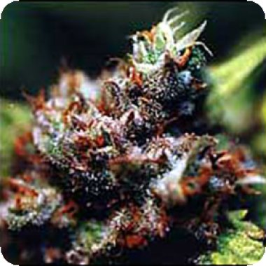 Brasil  X  K C  Regular  Cannabis  Seeds 0