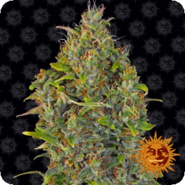 Barneys Farm | Auto Flowering Seeds | Cannabis Seeds