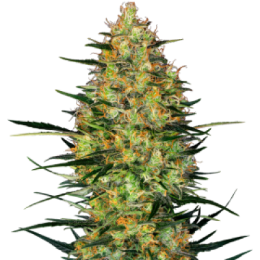 Caramellow  Kush  Auto  Flowering  Cannabis  Seeds