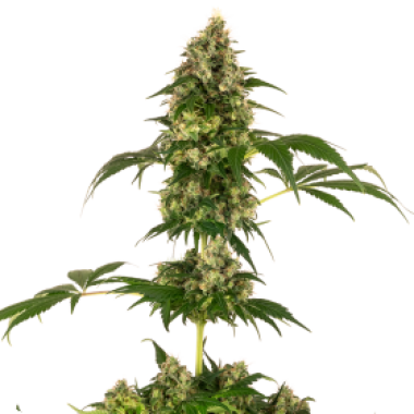 Cobalt  Haze  Feminised  Cannabis  Seeds