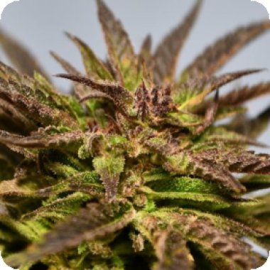 Gelato  Feminised  Cannabis  Seeds 1