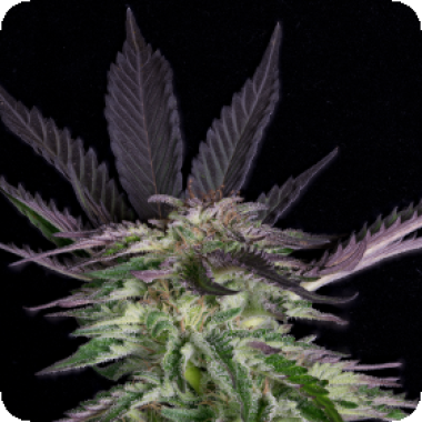 Grandaddy  Purple  Feminised  Cannabis  Seeds 0