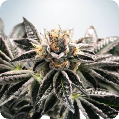 Mandarin  Gelato  Feminised  Cannabis  Seeds 0