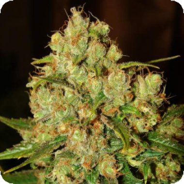 Master  Kush  Auto  Flowering  Cannabis  Seeds 0
