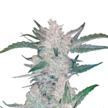 Mexican Airlines Autoflowering Feminised Seeds, FastBuds Seeds