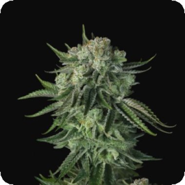 Original  Moby  Dick  Auto  Flowering  Cannabis  Seeds 0