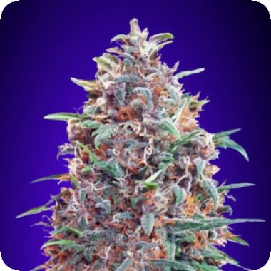 Purple  Diesel  Auto  Flowering  Cannabis  Seeds 0