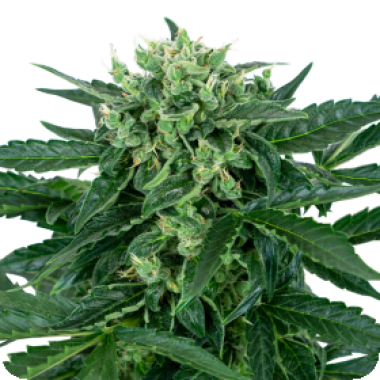 Sensi  Amnesia  Auto  Flowering  Cannabis  Seeds 0