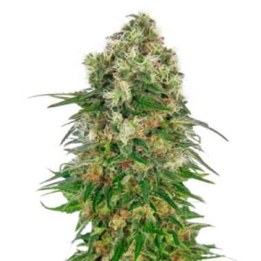 Shiva  Skunk  Auto  Flowering  Cannabis  Seeds