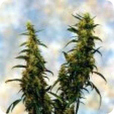 Western  Winds  Feminised  Cannabis  Seeds