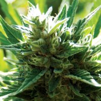 Cali  Jack  Feminised  Cannabis  Seeds 0