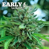 Delicious  Cookies  Early  Version  Feminised  Cannabis  Seeds
