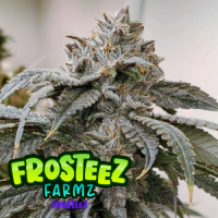 Frosteez  Feminised  Cannabis  Seeds 0