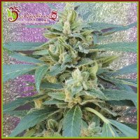 Jammy  Auto  Flowering  Cannabis  Seeds