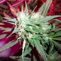 K C39  Regular  Cannabis  Seeds
