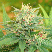 Narcotic  Kush  Auto  Flowering  Cannabis  Seeds 0