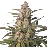 Northern  Dragon  Fuel  Auto  Flowering  Cannabis  Seeds 0