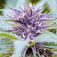 Purple  Haze  Auto  Flowering  Cannabis  Seeds
