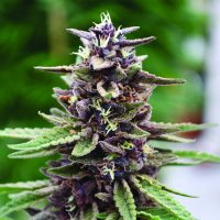 Royal  Purple  Kush  Regular  Cannabis  Seeds 0