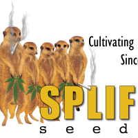 Spliff 20 Cannabis  Seeds 0