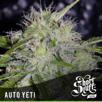 Yeti  Auto  Flowering  Cannabis  Seeds 0