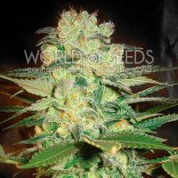 Afghan  Kush  X  White  Widow  Feminised  Cannabis  Seeds  World  Of  Cannabis  Seeds 0