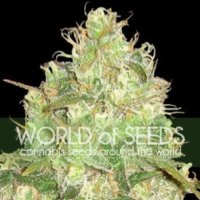 Afghan  Kush  X  Yumbolt  Feminised  Cannabis  Seeds  World  Of  Cannabis  Seeds 0