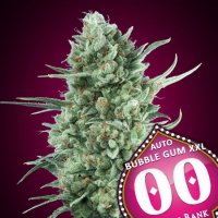 Auto  Bubble  Gum  Xxl   5  U  Fem 00  Cannabis  Seeds  P1 0